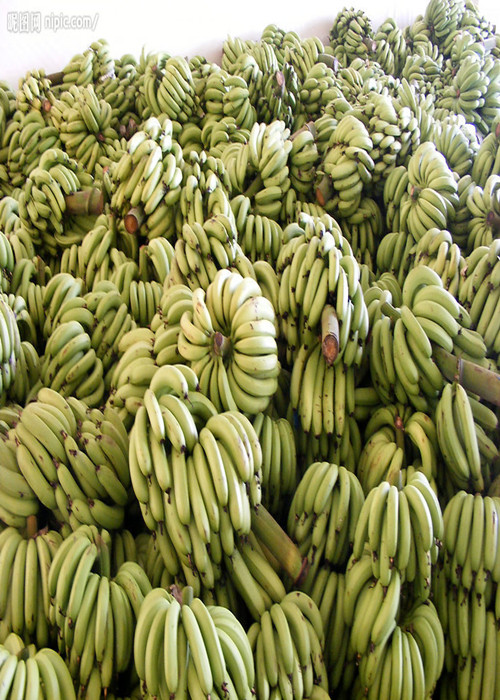 Adubo Foliar Chelated para o arroz, adubo Foliar 4 do boro do cálcio da banana