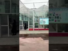 Fábrica de aminoácidos Sichuan Shihong - Lulu