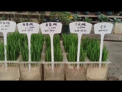 Leucina e histidina para raízes