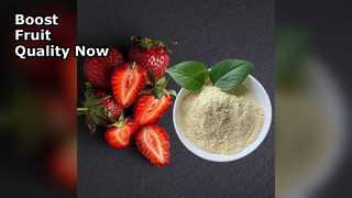 Fertilizante orgânico de cálcio aumenta a produção de frutas